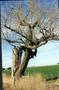 Photograph: Marring Tree or County Line Tree at Garfield and Logan County Line