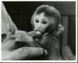 Photograph: Baby Monkey