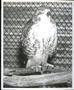 Photograph: Hawk on Perch