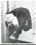 Photograph: Orangutan in a Cage