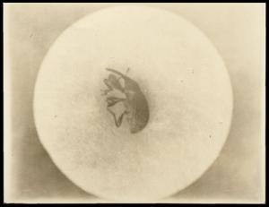Primary view of object titled '[Photograph 2012.201.B0096.0383]'.