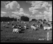 Photograph: Cattle on a Dairy Farm