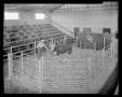 Primary view of Livestock Auction Arena at R. D. Cravens Ranch