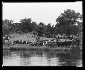 Hereford Cattle on the Harry Hulett Ranch
