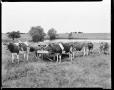 Photograph: Herd of Cattle in a Pasture