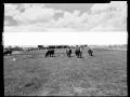 Photograph: Cattle at R. D. Cravens Ranch