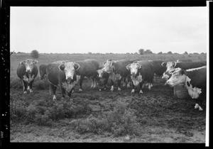 Hereford Cattle on the Harry Hulett Ranch
