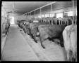 Photograph: Townley Dairy Cattle Feeding and Milking Barn