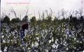 Photograph: Cotton Picking