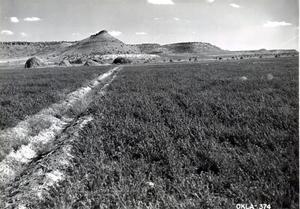Alfalfa Field