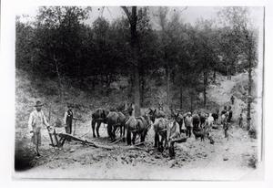 Grading a Road with Mules
