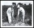 Photograph: Agronomy, Crop of Guar