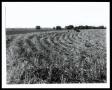 Primary view of Crop Residue