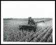 Photograph: Agronomy, Harvesting for Seed