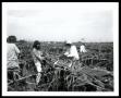 Photograph: Crop Harvest