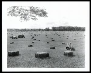 Hay Production, Alfalfa