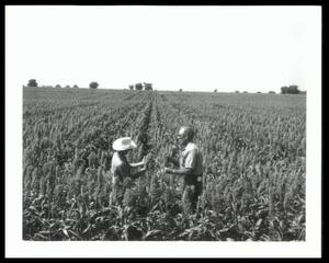 Agronomy, Maize