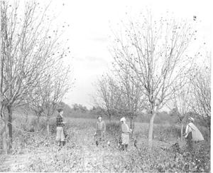 A Pecan Orchard Near Okmulgee