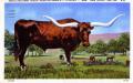 Primary view of Texas Longhorn