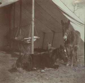 "Horse Tent"p Probably at first Ardmore Camp, in the Chickasaw Nation I.T.