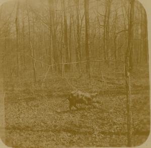Primary view of object titled 'Wild boar in the field with the Dawes Commission'.