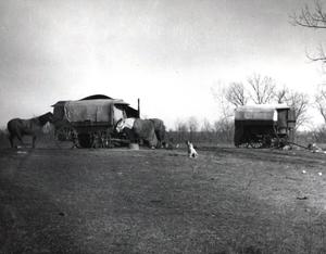 Two covered wagons set on an open field next to two horses.