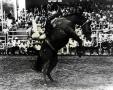 Photograph: Series of six pictures sent out by the Rodeo Information Commission i…