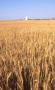 Photograph: Wheat Field and Grain Elevator