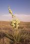 Photograph: Yucca Plant
