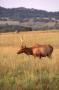 Photograph: Elk