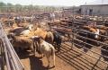 Primary view of Cattle Auction