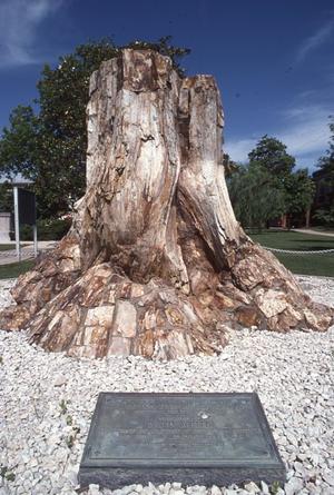 Callixylon Tree of Devonian Age