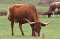 Primary view of Longhorn Cattle