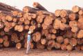 Photograph: Weywehaeuser Company Lumber Mill