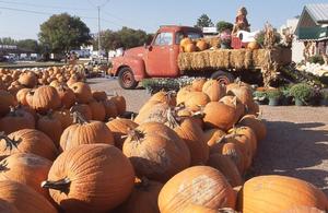 Fall Pumpkin Market