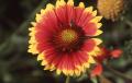 Primary view of Indian Blanket