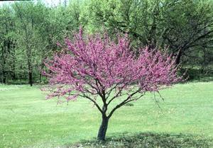 Red Bud Trees