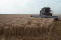 Photograph: Wheat Harvest