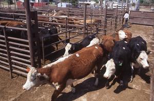Cattle Auction