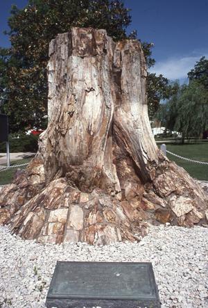 Callixylon Tree of Devonian Age