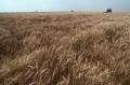 Photograph: Wheat Harvest