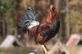 Photograph: Fighting Rooster
