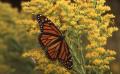 Photograph: Monarch Butterfly