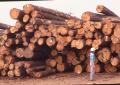 Photograph: Weywehaeuser Company Lumber Mill