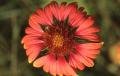 Photograph: Indian Blanket