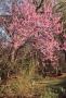 Photograph: Red Bud Trees