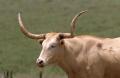 Primary view of Longhorn Cattle