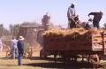 Primary view of Steam Threshing Show