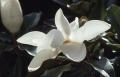 Photograph: Magnolias