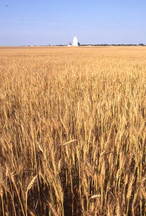 Wheat Field and Grain Elevator